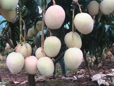 好消息!攀枝花啟動(dòng)芒果深加工項(xiàng)目,以后想吃芒果干、芒果醬再也不用網(wǎng)購了!