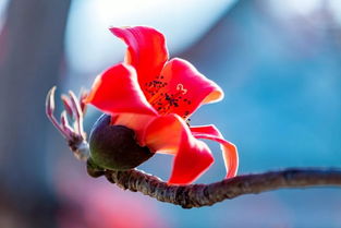 最新消息 攀枝花開了 請查收來自春天的英雄帖