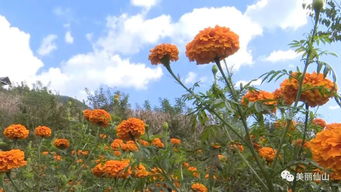 終于等到了 攀枝花延綿20多公里的 奇幻菊花海 ,就藏在這里