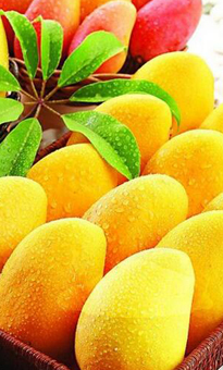 芒果批發(fā)價格_芒果采購報價_芒果產地供應