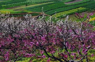植樹節(jié)大作戰(zhàn),給攀枝花點(diǎn) 顏色 看看