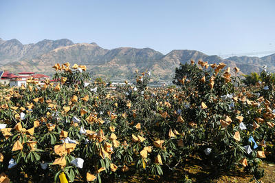 賞美景、摘枇杷、品美食,今冬來攀枝花米易,感受春天的暖陽!