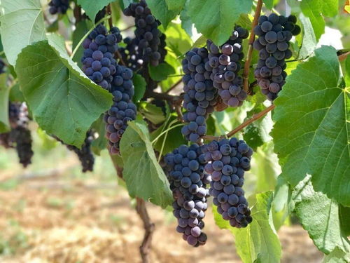 攀 望的生活 蘇鐵花開(kāi) 相約西區(qū)