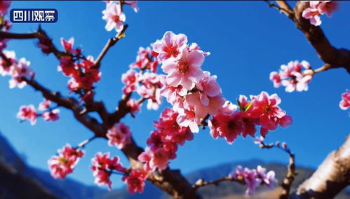 約起來(lái) 花海里打卡四川春天