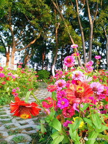 沒(méi)想到攀枝花市中心竟然有這么美的銀杏樹葉