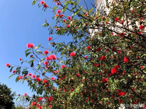 攀枝花 一座花與鋼共舞的工業之城